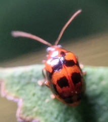 Galerucinae