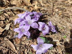Mandragora autumnalis