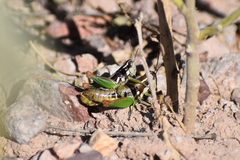 Phaedrotettix