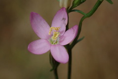 Centaurium pulchellum