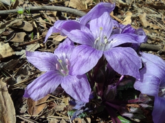Mandragora autumnalis