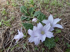 Mandragora autumnalis