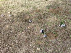 Mandragora autumnalis