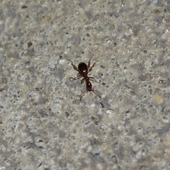 Acanthinus argentinus