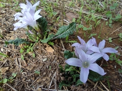 Mandragora autumnalis