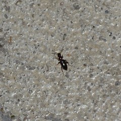 Acanthinus argentinus