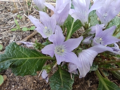 Mandragora autumnalis