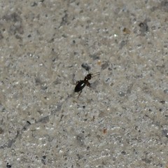 Acanthinus argentinus