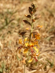 Hoffmannseggia glauca