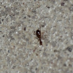 Acanthinus argentinus