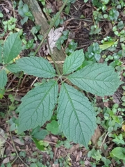 Cyphostemma