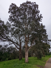 Eucalyptus melliodora