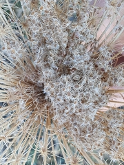 Daucus