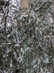 Eucalyptus melliodora