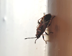 Arocatus melanocephalus