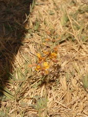 Hoffmannseggia glauca