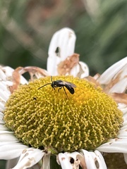 Lasioglossum fuscipenne