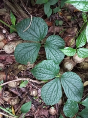 Dioscorea dregeana