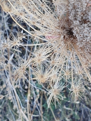 Daucus