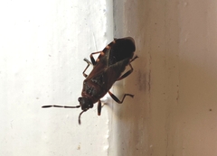 Arocatus melanocephalus