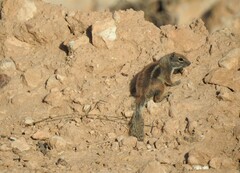 Atlantoxerus getulus