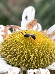 Lasioglossum fuscipenne