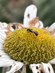Lasioglossum fuscipenne