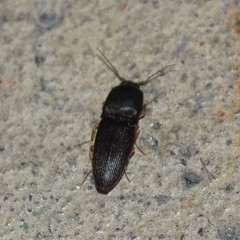 Heteroderes amplicollis