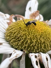 Lasioglossum fuscipenne