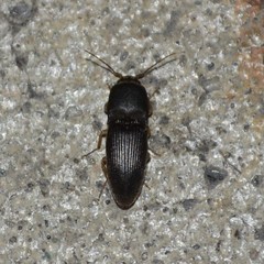 Heteroderes amplicollis