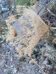 Daucus
