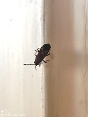 Arocatus melanocephalus