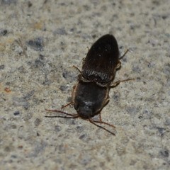 Heteroderes amplicollis