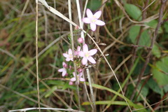 Centaurium pulchellum