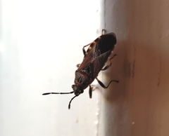 Arocatus melanocephalus