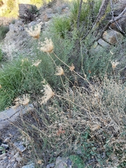 Daucus