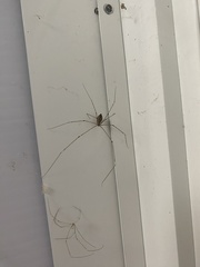 Crossopriza