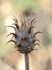 Centaurea parviflora