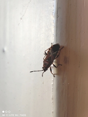 Arocatus melanocephalus