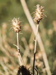 Centaurea parviflora