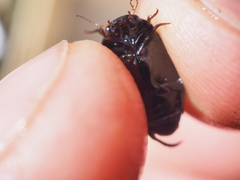 Agabinae