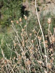 Centaurea parviflora