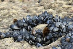 Choromytilus meridionalis