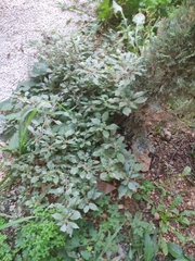 Amaranthus deflexus