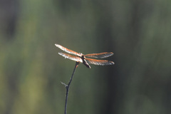 Libellula saturata