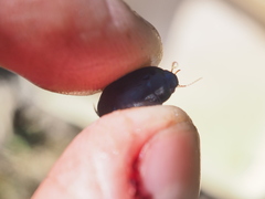 Agabinae