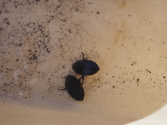 Agabinae