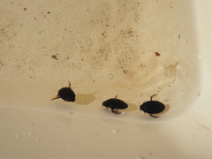Agabinae
