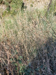 Centaurea parviflora
