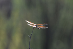 Libellula saturata